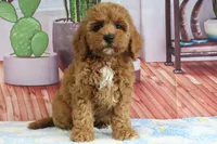 Kendra, a female Miniature Goldendoodle for sale in Baltic, OH – 1 of 4