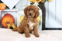 Sammy, a male Miniature Goldendoodle for sale in Baltic, OH – 3 of 4
