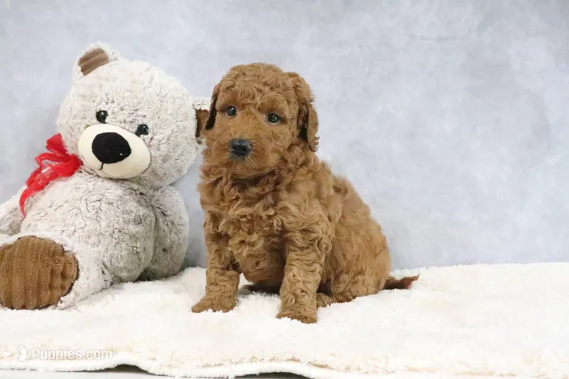Annie – Miniature Goldendoodle puppy for sale in Baltic, OH