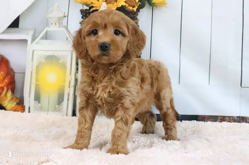 Flo – Miniature Goldendoodle puppy for sale in Baltic, OH