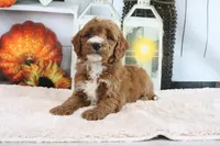 Lyndon, a male Miniature Goldendoodle for sale in Baltic, OH – 3 of 5