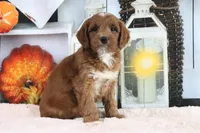 Marla, a female Miniature Goldendoodle for sale in Baltic, OH – 2 of 4