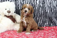 Blaze, a male Goldendoodle for sale in Baltic, OH – Photo 2 of 4