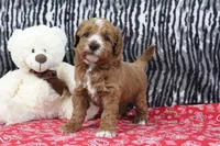 Blaze, a male Goldendoodle for sale in Baltic, OH – Photo 1 of 4