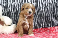 Blaze, a male Goldendoodle for sale in Baltic, OH – Photo 3 of 4