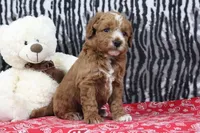 Blaze, a male Goldendoodle for sale in Baltic, OH – Photo 4 of 4