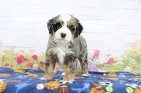 Libby, a female Miniature Bernedoodle for sale in Baltic, OH – 2 of 4