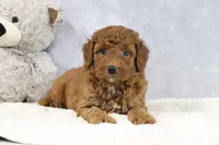 Ace, a male Miniature Goldendoodle for sale in Baltic, OH – 4 of 4