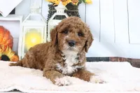 Kassie, a female Miniature Goldendoodle for sale in Baltic, OH – 2 of 4