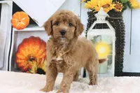 Lexi, a female Miniature Goldendoodle for sale in Baltic, OH – 4 of 4