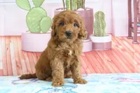 Honey, a female Miniature Goldendoodle for sale in Baltic, OH – 5 of 5