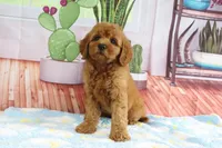 Kona, a female Miniature Goldendoodle for sale in Baltic, OH – 4 of 4