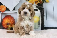 Koby, a male Miniature Goldendoodle for sale in Baltic, OH – 4 of 4