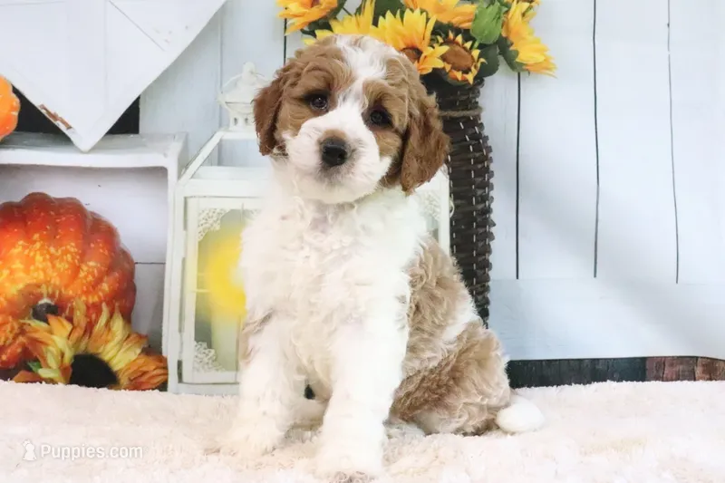 Kloe, a female Miniature Goldendoodle for sale in Baltic, OH – 1 of 4