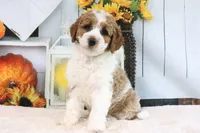 Kloe, a female Miniature Goldendoodle for sale in Baltic, OH – 1 of 4