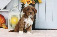 Bailey, a female Miniature Goldendoodle for sale in Baltic, OH – 5 of 5