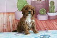 Holly, a female Miniature Goldendoodle for sale in Baltic, OH – 3 of 4