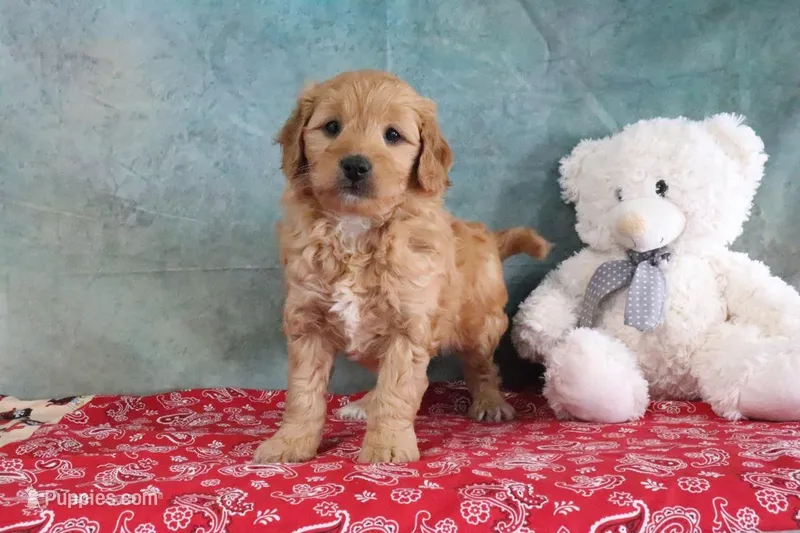 FLowers – Miniature Goldendoodle puppy for sale in Baltic, OH