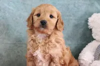 FLowers, a female Miniature Goldendoodle for sale in Baltic, OH – Photo 3 of 4