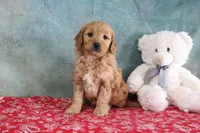 FLowers, a female Miniature Goldendoodle for sale in Baltic, OH – Photo 2 of 4