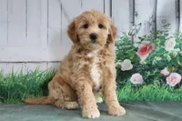 Trixie, a female Goldendoodle for sale in Baltic, OH – 3 of 4