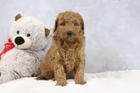 Annie, a female Miniature Goldendoodle for sale in Baltic, OH – 3 of 4