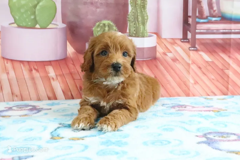 Heidi – Miniature Goldendoodle puppy for sale in Baltic, OH