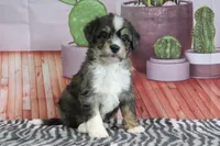 Sommers, a male Miniature Bernedoodle for sale in Baltic, OH – 1 of 4
