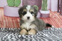 Sabrina, a female Miniature Bernedoodle for sale in Baltic, OH – 4 of 4