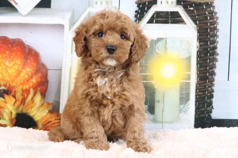 Luna – Miniature Goldendoodle puppy for sale in Baltic, OH