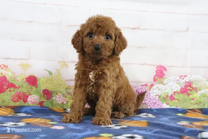 Flo – Miniature Goldendoodle puppy for sale in Baltic, OH