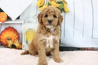 Cliff, a male Miniature Goldendoodle for sale in Baltic, OH – 8 of 8