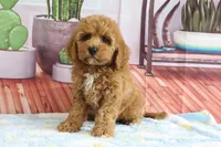 Kendra, a female Miniature Goldendoodle for sale in Baltic, OH – 3 of 4