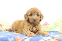 Fallon, a male Miniature Goldendoodle for sale in Baltic, OH – 2 of 4