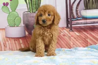 Kodiak, a male Miniature Goldendoodle for sale in Baltic, OH – 4 of 4