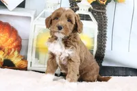Bailey, a female Miniature Goldendoodle for sale in Baltic, OH – 4 of 5