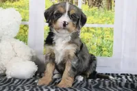 Ruby, a female Miniature Bernedoodle for sale in Baltic, OH – 4 of 5