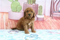 Pansey, a female Miniature Goldendoodle for sale in Baltic, OH – 4 of 4