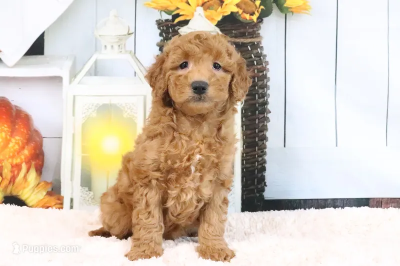 Fallon – Miniature Goldendoodle puppy for sale in Baltic, OH