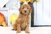 Fallon, a male Miniature Goldendoodle for sale in Baltic, OH – 1 of 4