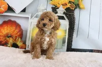 Logan, a male Miniature Goldendoodle for sale in Baltic, OH – 4 of 4