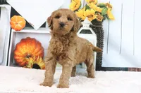 Klay, a male Miniature Goldendoodle for sale in Baltic, OH – 3 of 4