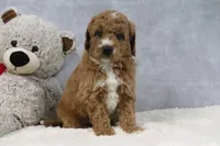 Angel, a female Miniature Goldendoodle for sale in Baltic, OH – 4 of 4