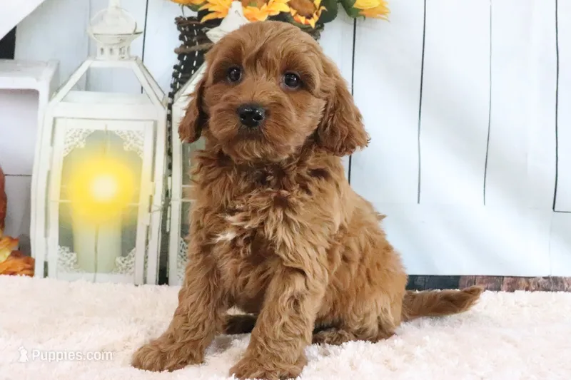 Mason – Miniature Goldendoodle puppy for sale in Baltic, OH
