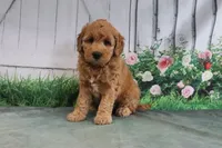Tesa, a female Goldendoodle for sale in Baltic, OH – 1 of 4