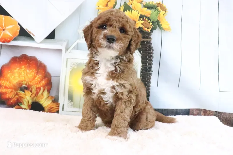 Kassie – Miniature Goldendoodle puppy for sale in Baltic, OH