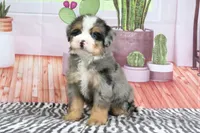 Sarge, a male Miniature Bernedoodle for sale in Baltic, OH – 2 of 4