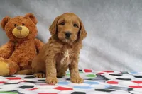 Candy, a female Miniature Goldendoodle for sale in Baltic, OH – Photo 3 of 4