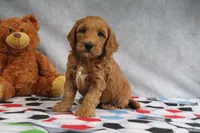 Candy, a female Miniature Goldendoodle for sale in Baltic, OH – Photo 2 of 4