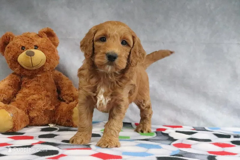 Candy – Miniature Goldendoodle puppy for sale in Baltic, OH
